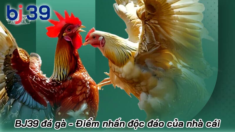 BJ39 - Trang chủ casino và đá gà trực tiếp Thomo chính thức | Hình số 22 BJ39 đá gà - Điểm nhấn độc đáo của nhà cái