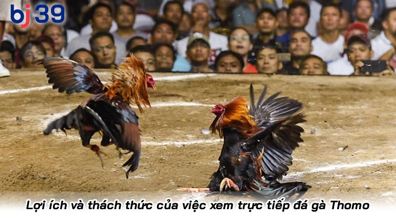 Trực tiếp đá gà Thomo | Đá gà Campuchia Xanh Đỏ trực tiếp | Hình số 3 Lợi ích và thách thức của việc xem trực tiếp đá gà Thomo