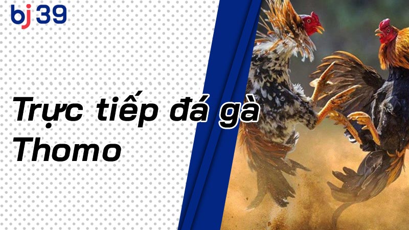 Trực tiếp đá gà Thomo